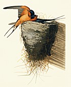 Barn swallow,artwork