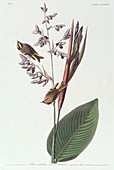 Golden-crowned kinglet,artwork