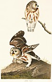 Northern saw-whet owl,artwork