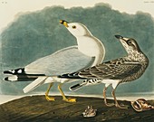 Ring-billed gull,artwork