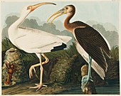 White ibis,artwork