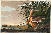 Long-billed curlew,artwork
