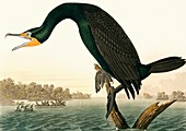 Double-crested cormorant,artwork