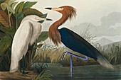 Reddish egret,artwork