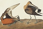 Hudsonian godwit,artwork