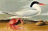 Royal tern,artwork