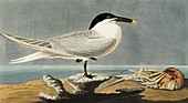 Sandwich Tern,artwork