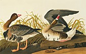 Greater white-fronted goose,artwork