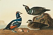 Harlequin ducks,artwork