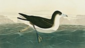 Audubon's shearwater,artwork