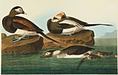 Long-tailed duck,artwork