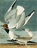 Bonaparte's gull,artwork