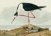 Black-winged stilt wading bird,artwork