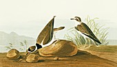 Semipalmated plover,artwork