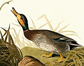 Hybrid mallard gadwall duck,artwork