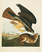 Swainson's Hawk and prey,artwork