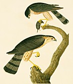 Sharp-shinned hawk,artwork
