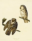 Tengmalm's owl,artwork