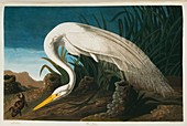 Great Egret,artwork
