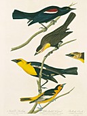 Oriole and blackbirds,artwork