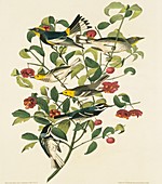 Group of warblers,artwork