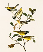Warblers,artwork