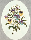 Viola flowers,artwork