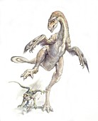Protarchaeopteryx dinosaur,artwork