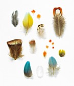 Collection of bird feathers