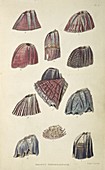 Balanidae barnacles,artwork