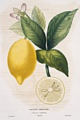 Lemon tree Citrus limon,artwork