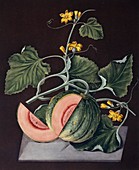 Amicua melons fruits on the vine,artwork