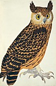 Tawny Fish Owl,artwork