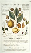 Nutmeg tree Myristica sp,artwork