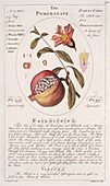 Pomegranate Punica granatum,artwork