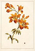 Large orange lily Lilium bulbiferum