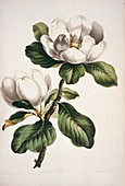 Magnolia flowers,artwork