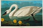Tundra swan,artwork