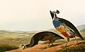 Californian quail,artwork
