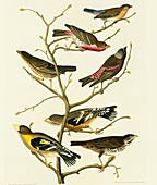 Group of birds,artwork