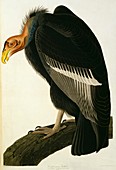 Californian condor,artwork