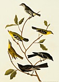 Flycatchers and vireos,artwork