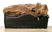 Iguanodon brain fossil