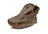 Diplodocus skull fossil