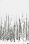 Winter forest,Yellowstone National Park