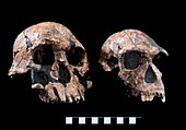 Homo skull specimens