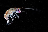 Amphipod crustacean