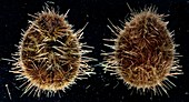 Burrowing sea urchin