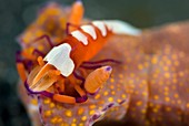 Emperor shrimp and nudibranch