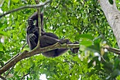 Western lowland gorilla